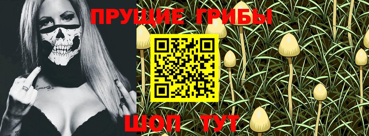 Псилоцибиновые грибы Psilocybe  Вход с VPN  Братск 